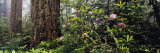 Redwoods and Rhododendrons at Prairie Creek Redwood State Park, California, USA Photographie par Panoramic Images 