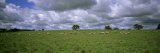 Flock of Sheep Grazing on a Field, Australia Photographic Print by Panoramic Images 