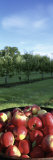 Apples in a Container Photographic Print by Panoramic Images 