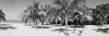 Palm Trees on the Beach, Negril, Jamaica Lámina fotográfica por Panoramic Images