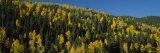 Trees in a Forest, Sangre de Cristos Mountains, New Mexico, USA Lámina fotográfica por Panoramic Images Trees in a Forest, Sangre de Cristos Mountains, New Mexico, USA Lámina fotográfica por Panoramic Images