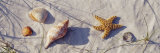 Starfish and Seashells on the Beach, Dauphin Island, Alabama, USA Fotografie-Druck von Panoramic Images 