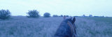 Horse in a Field, Illinois, USA Photographic Print by Panoramic Images 