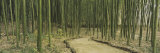 Bamboo Trees on Both Sides of a Path, Kyoto, Japan Reprodukcja zdjęcia autor Panoramic Images Bamboo Trees on Both Sides of a Path, Kyoto, Japan Reprodukcja zdjęcia autor Panoramic Images
