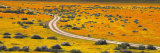 Empty Road through Flatland, Antelope Valley, California, USA Photographic Print by Panoramic Images Empty Road through Flatland, Antelope Valley, California, USA Photographic Print by Panoramic Images