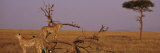 Two Cheetahs in the Wild, Africa Lámina fotográfica por Panoramic Images Two Cheetahs in the Wild, Africa Lámina fotográfica por Panoramic Images