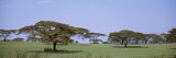 Trees in Flat Grasslands, Kenya Photographic Print by Panoramic Images 
