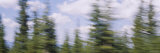 Clouds over Pine Trees Photographic Print by Panoramic Images Clouds over Pine Trees Photographic Print by Panoramic Images