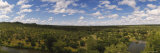 Trees on a Landscape, South Africa Lámina fotográfica por Panoramic Images Trees on a Landscape, South Africa Lámina fotográfica por Panoramic Images