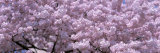 Cherry Blossoms, Washington D.C., USA Reprodukcja zdjęcia autor Panoramic Images Cherry Blossoms, Washington D.C., USA Reprodukcja zdjęcia autor Panoramic Images