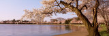 Cherry Blossom Tree along a Lake, Potomac Park, Washington D.C., USA Photographic Print by Panoramic Images 