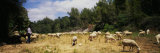 Flock of Sheep Grazing in a Field, Sitges, Spain Photographic Print by Panoramic Images 