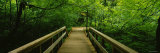 Footbridge in the Forest, Grove of the Patriarchs, Mt. Rainier National Park, Washington State, USA Lámina fotográfica por Panoramic Images Footbridge in the Forest, Grove of the Patriarchs, Mt. Rainier National Park, Washington State, USA Lámina fotográfica por Panoramic Images