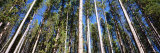 Pine Trees in a Forest, Lodgepole Pines, Montana, USA Photographic Print by Panoramic Images Pine Trees in a Forest, Lodgepole Pines, Montana, USA Photographic Print by Panoramic Images