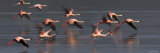 Flock of Lesser Flamingos Lying over a Lake Photographic Print by Panoramic Images 