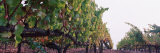 Crops in a Vineyard, Sonoma County, California, USA Photographie par Panoramic Images 