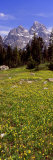 Glacier Lilies on a Field, North Folk Cascade Canyon, Grand Teton National Park, Wyoming, USA Photographic Print by Panoramic Images 