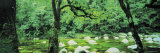 River Flowing through a Forest, Mossman Gorge, Daintree National Park, Queensland, Australia Photographic Print by Panoramic Images 