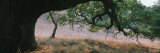 Oak Tree on a Field, Sonoma County, California, USA Photographic Print by Panoramic Images 