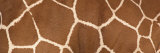 Reticulated Giraffe Markings Photographie par Panoramic Images 