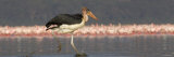 Marabou Stork Walking in Water Photographic Print by Panoramic Images 
