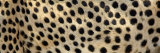 Spots on a Cheetah Stampa fotografica di Panoramic Images Spots on a Cheetah Stampa fotografica di Panoramic Images