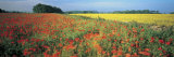 Flowers in a Field, Bath, England Lámina fotográfica por Panoramic Images Flowers in a Field, Bath, England Lámina fotográfica por Panoramic Images