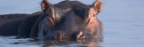 Panoramic Images - Hippopotamus Submerged in Water - Fotografik Baskı Panoramic Images - Hippopotamus Submerged in Water - Fotografik Baskı