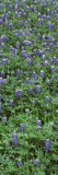 Plants, Bluebonnets, Austin, Texas, USA Lámina fotográfica por Panoramic Images Plants, Bluebonnets, Austin, Texas, USA Lámina fotográfica por Panoramic Images