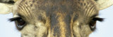 Maasai Giraffes Eyes Reprodukcja zdjęcia autor Panoramic Images Maasai Giraffes Eyes Reprodukcja zdjęcia autor Panoramic Images
