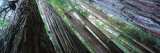 Trees in a Forest, Redwood National Park, California, USA Photographic Print by Panoramic Images 