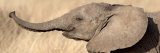 African Elephant Calf at Play Fotografiskt tryck av Panoramic Images African Elephant Calf at Play Fotografiskt tryck av Panoramic Images