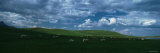 Charolais Cattle Grazing in a Field, Rocky Mountains, Montana, USA Photographie par Panoramic Images 