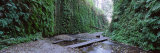 Trees in a Forest, Fern Canyon, Prairie Creek Redwoods State Park, California, USA Lámina fotográfica por Panoramic Images Trees in a Forest, Fern Canyon, Prairie Creek Redwoods State Park, California, USA Lámina fotográfica por Panoramic Images