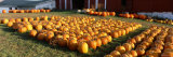 Rows of Pumpkins in the Field Photographic Print by Panoramic Images 