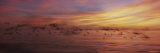 Flock of Birds Flying over a Sea, Gulf of Mexico, Venice Beach, Venice, Florida, USA Lámina fotográfica por Panoramic Images Flock of Birds Flying over a Sea, Gulf of Mexico, Venice Beach, Venice, Florida, USA Lámina fotográfica por Panoramic Images