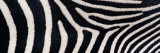 Panoramic Images - Greveys Zebra Stripes - Fotografik Baskı Panoramic Images - Greveys Zebra Stripes - Fotografik Baskı