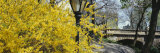 Trees in a Park, Central Park, Manhattan, New York, USA Photographic Print by Panoramic Images 