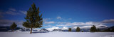 Tree in a Snow Covered Field, Ponderosa Pine Tree, Montana, USA Lámina fotográfica por Panoramic Images Tree in a Snow Covered Field, Ponderosa Pine Tree, Montana, USA Lámina fotográfica por Panoramic Images