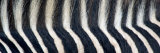 Greveys Zebra Stripes and Mane Fotoprint van Panoramic Images Greveys Zebra Stripes and Mane Fotoprint van Panoramic Images