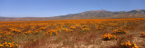 Flowers in a Field Photographic Print by Panoramic Images