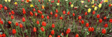 Tulip Flowers in a Garden, Holland, Michigan, USA Photographic Print by Panoramic Images 