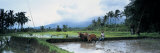Farmer and Oxen Plowing a Rice Paddy Field, Bali, Indonesia Lámina fotográfica por Panoramic Images Farmer and Oxen Plowing a Rice Paddy Field, Bali, Indonesia Lámina fotográfica por Panoramic Images