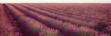 Lavender Fields, Plateau de Valensole, France Photographic Print by Panoramic Images 