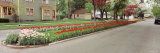 Tulips on a Street, Holland, Michigan, USA Photographic Print by Panoramic Images 