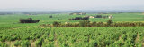 Vineyards, Chateanuf-De-Pape, Provence, France Photographic Print by Panoramic Images 
