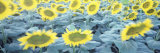 Sunflowers at Dusk, San Francisco, California, USA Photographic Print by Panoramic Images
