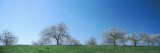 Blue Sky over Cherry Trees, Mission Peninsula, Traverse City, Michigan, USA Photographic Print by Panoramic Images 