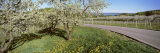Blooming Cherry Trees in a Vineyard, Traverse City, Michigan, USA Photographic Print by Panoramic Images 