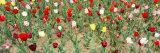 Tulip Flowers in a Garden, Holland, Michigan, USA Photographic Print by Panoramic Images 